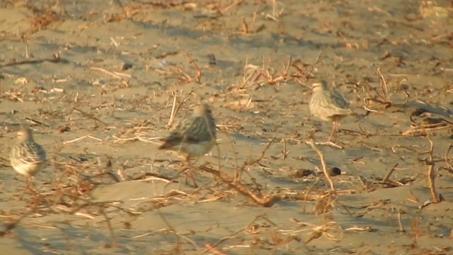 Tawny-throated Dotterel - ML644626093