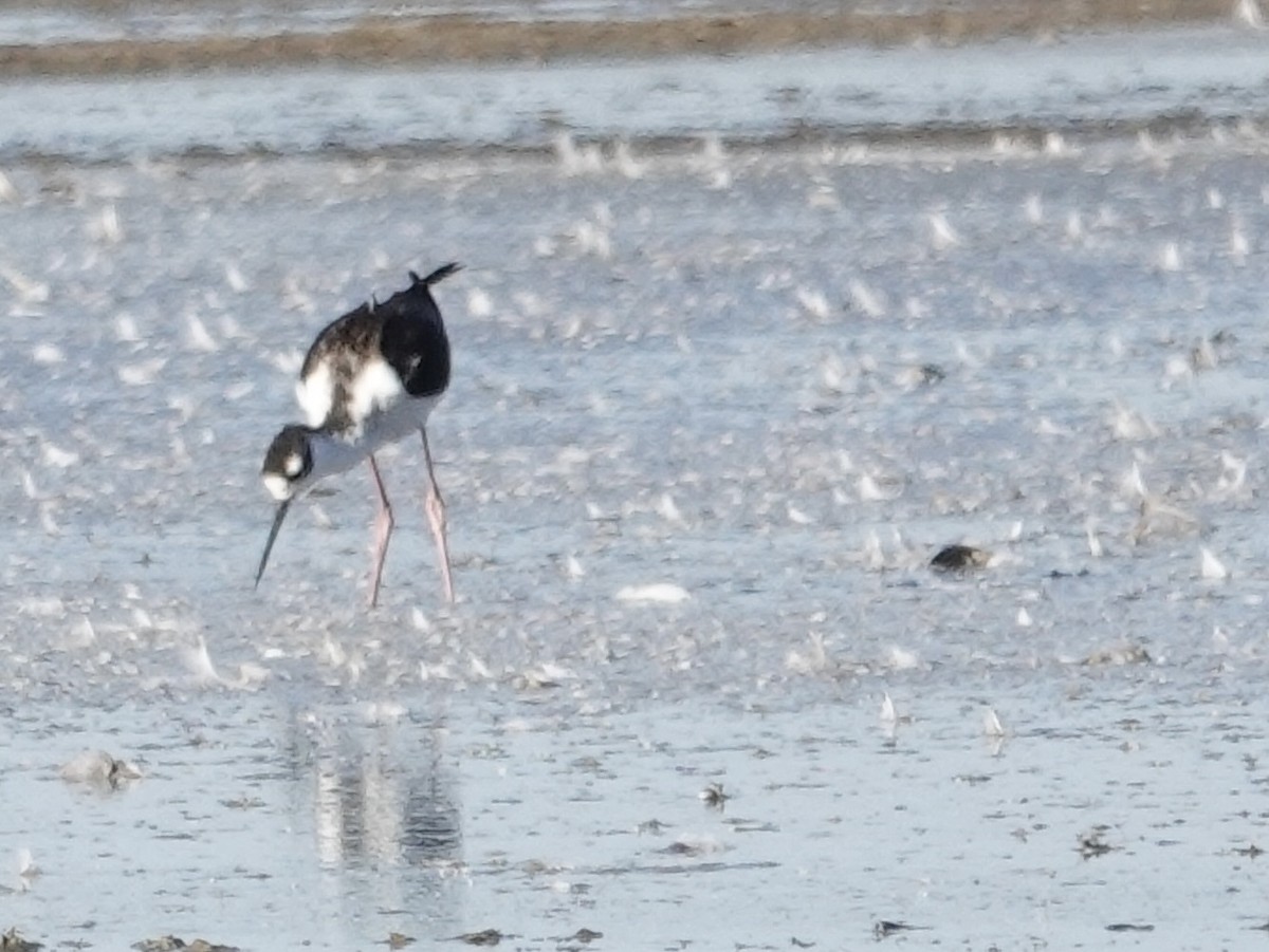 Black-necked Stilt - ML644626095