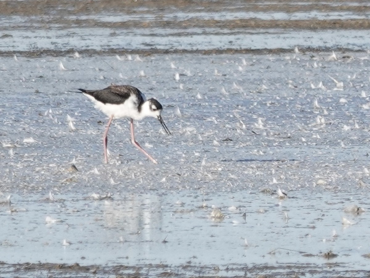 Black-necked Stilt - ML644626096