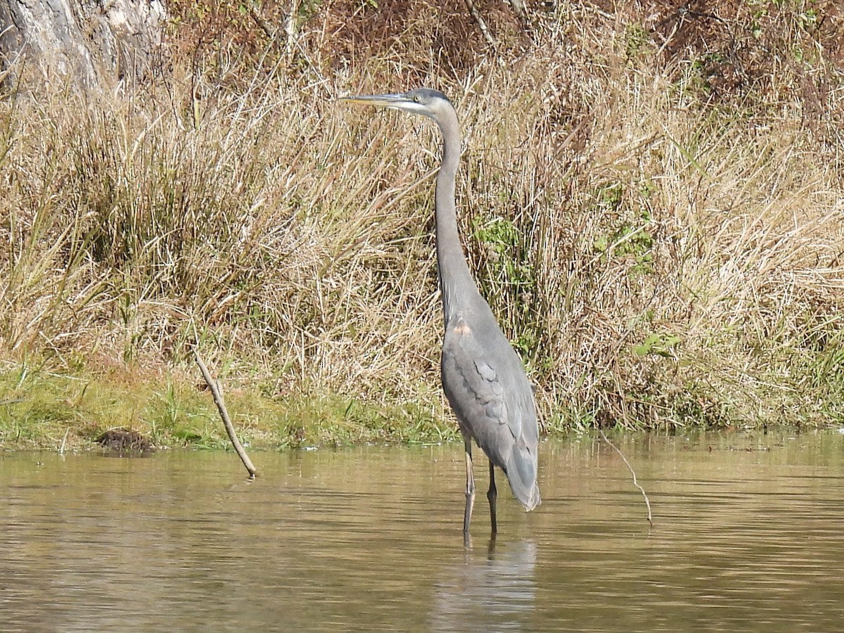 אנפה אמריקנית - ML644626097