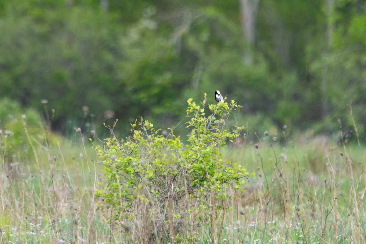 דרורן זהוב - ML644626098