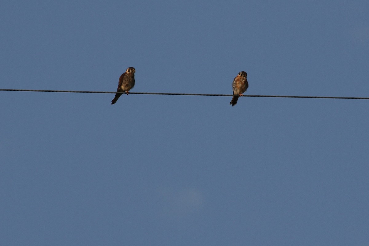 בז אמריקני - ML644626099