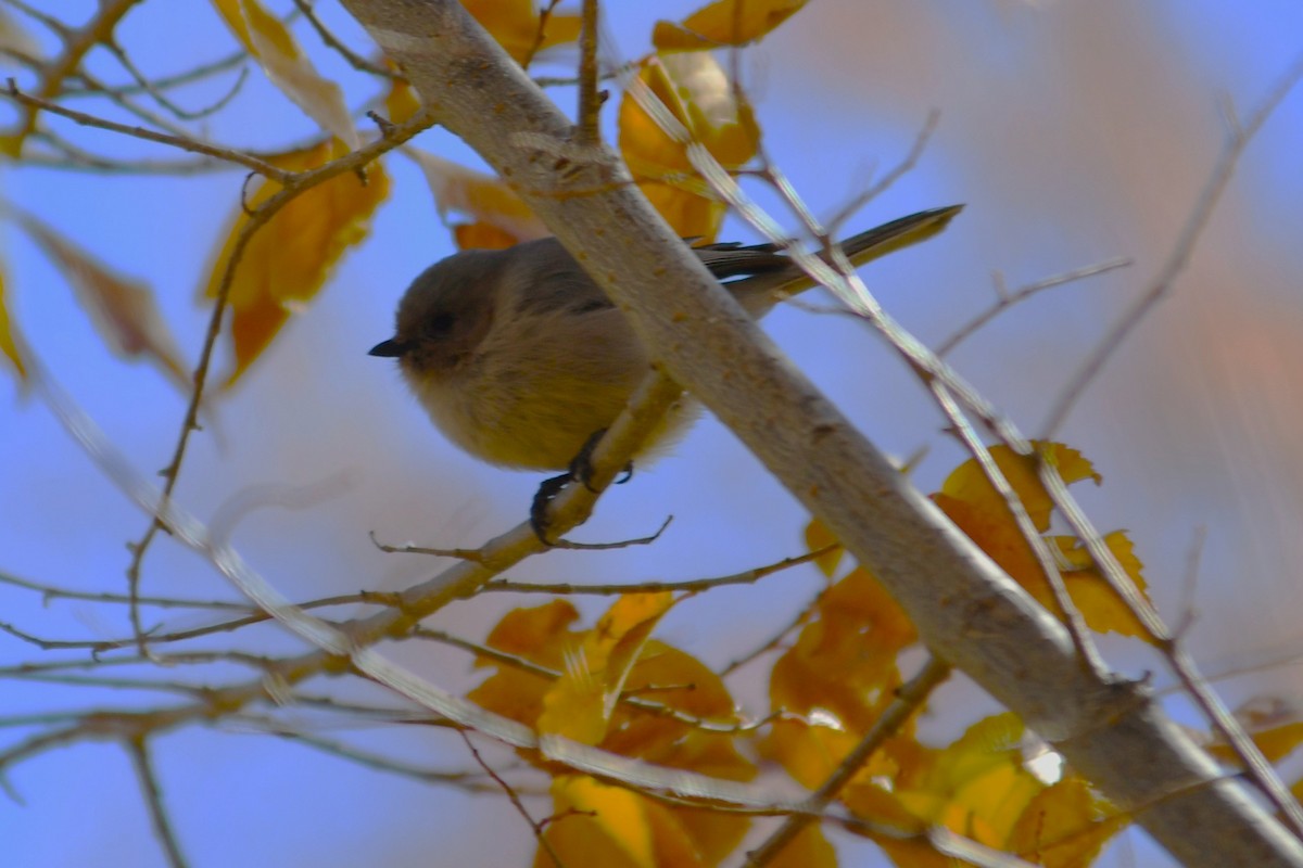 Bushtit - ML644626102