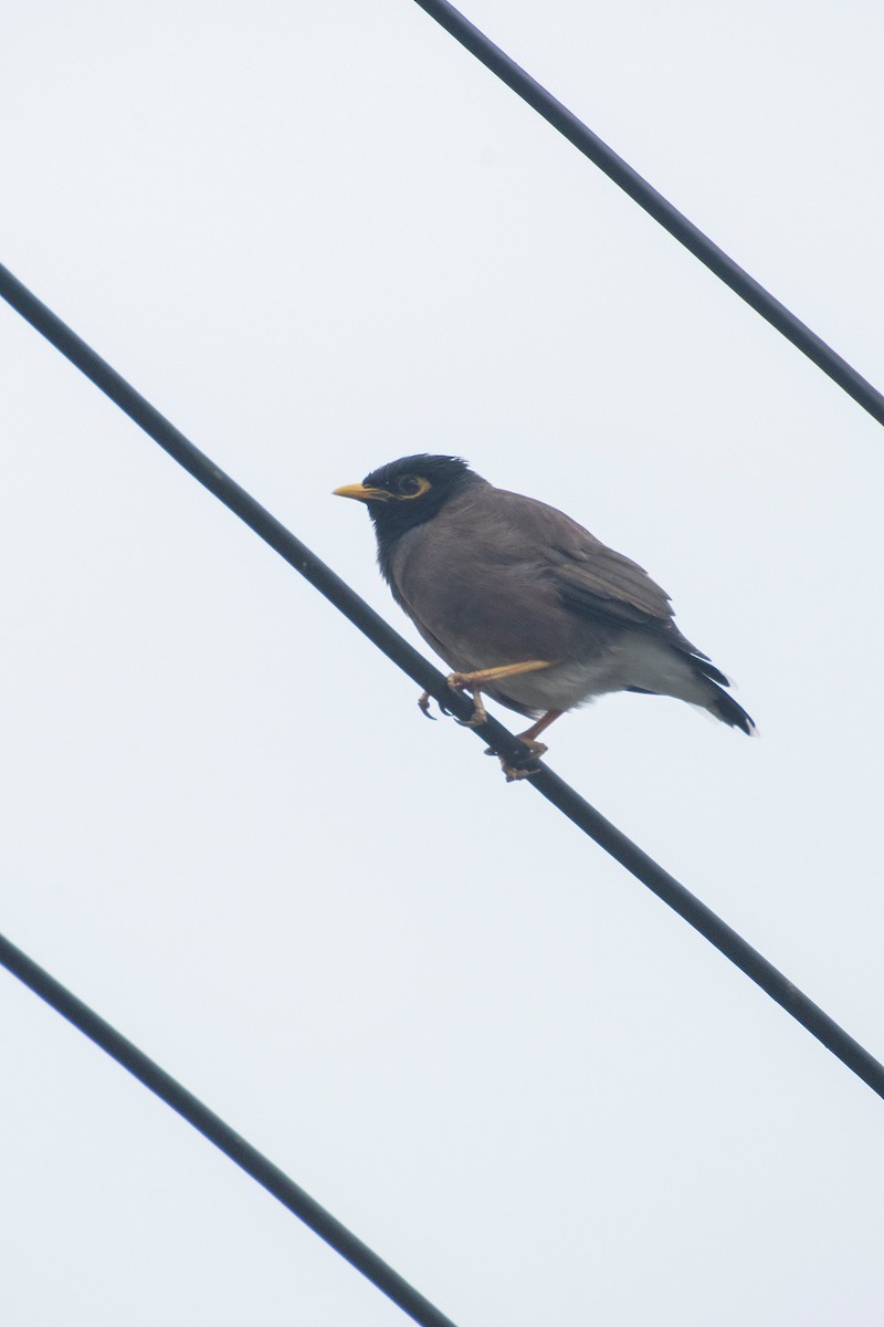 מיינה מצויה - ML644626104