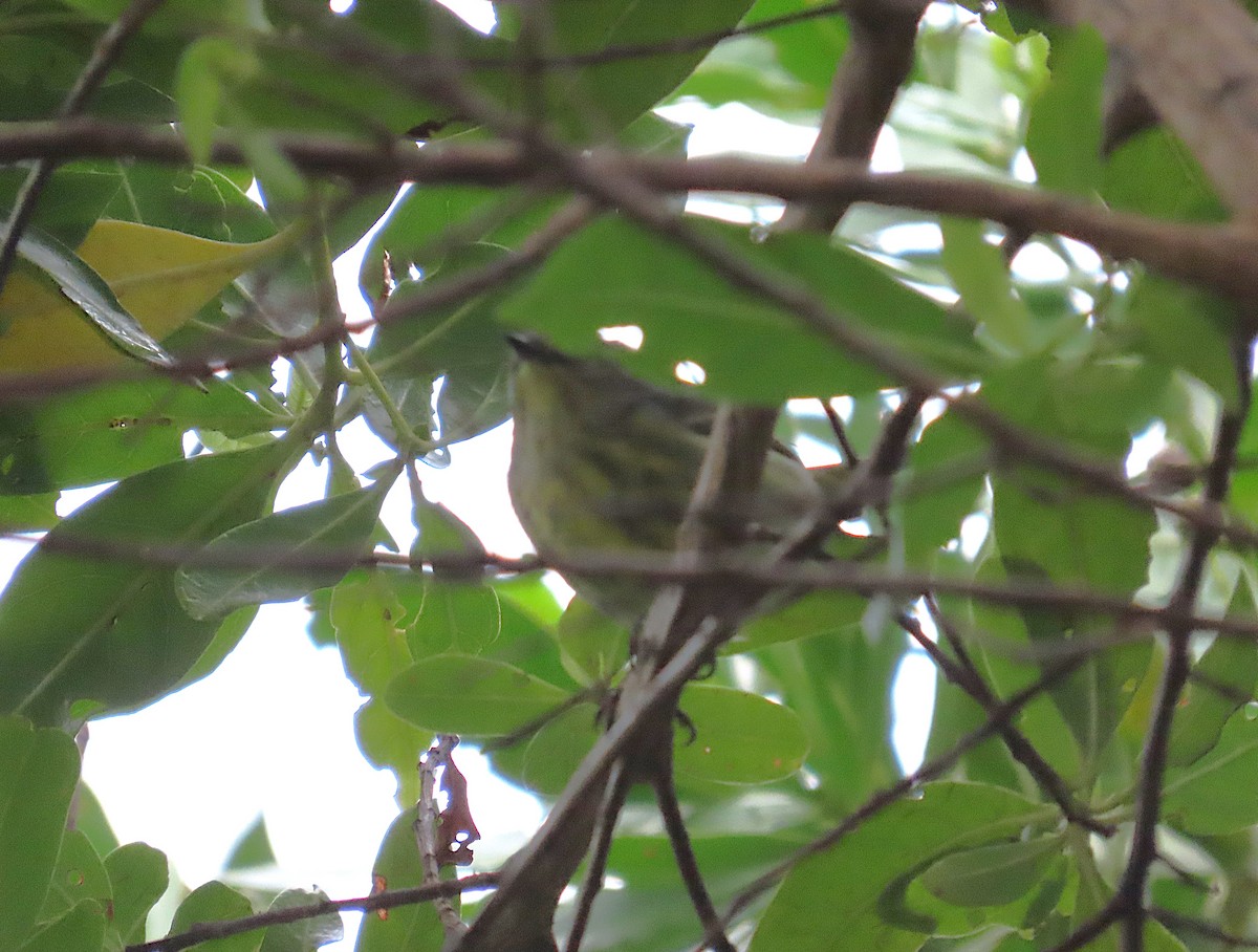 סבכון חום-לחי - ML644626105