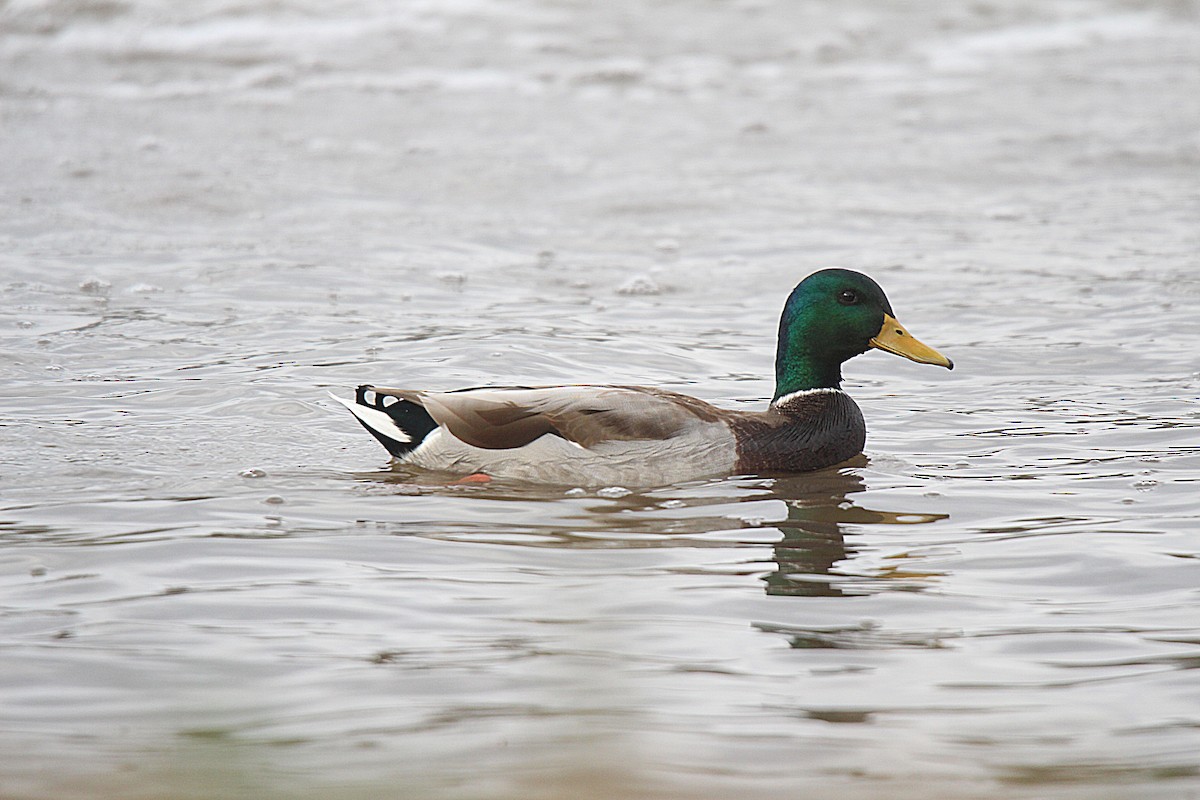 ברכיה - ML644626108