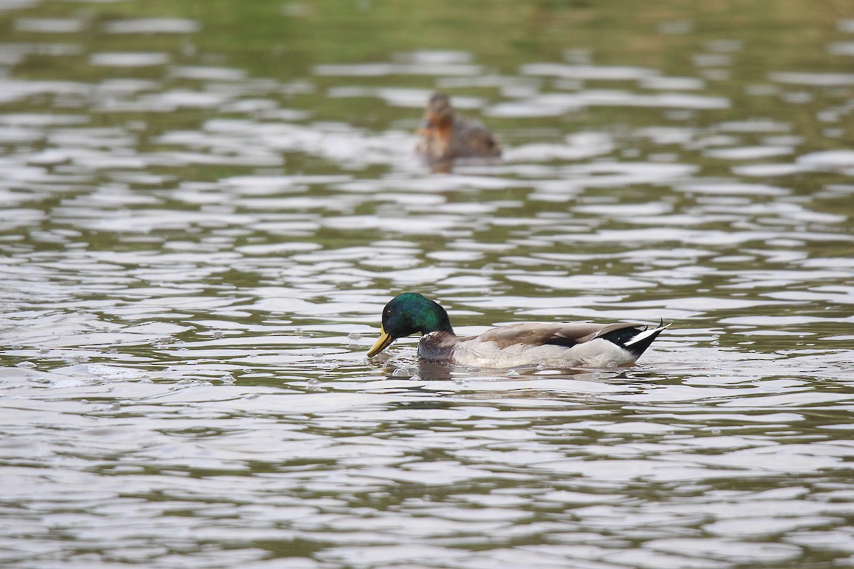 ברכיה - ML644626109