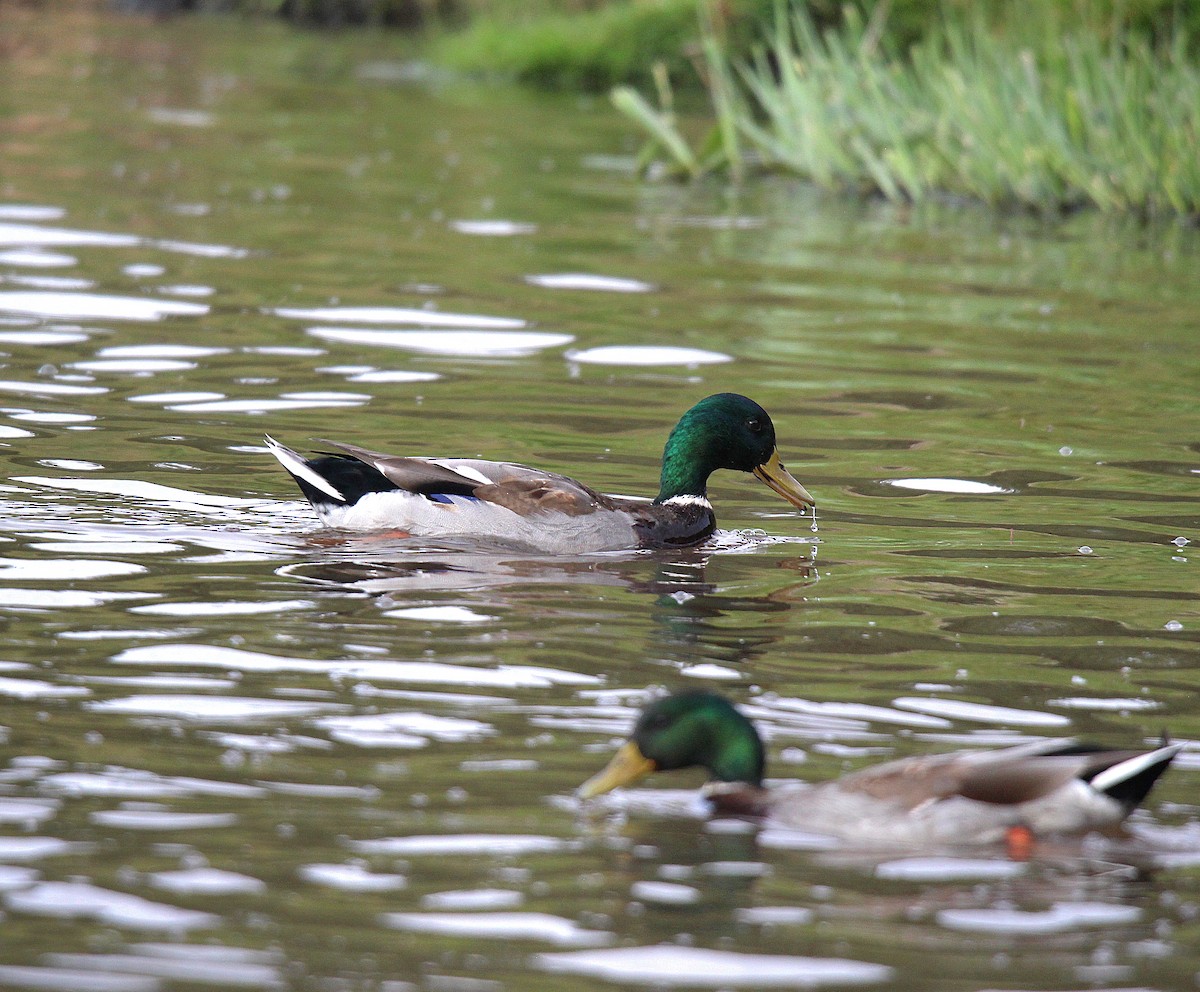 ברכיה - ML644626113