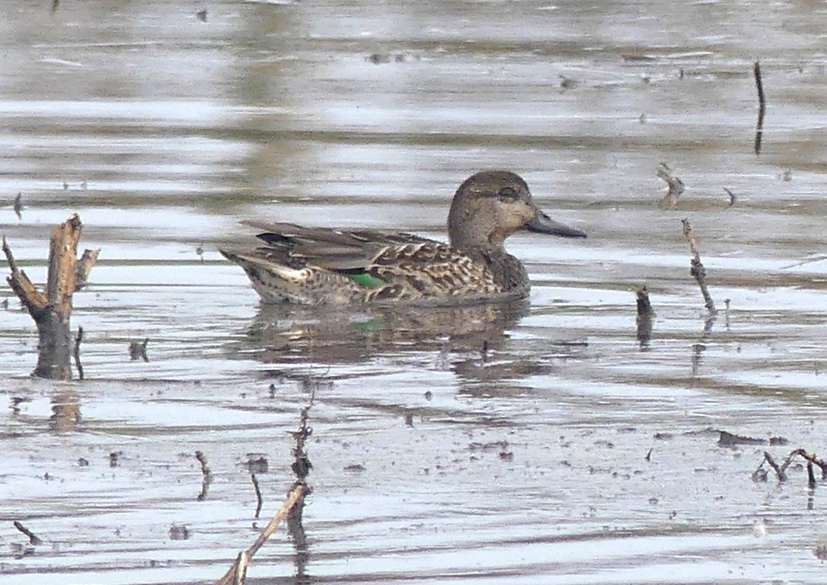 שרשיר - ML644626127