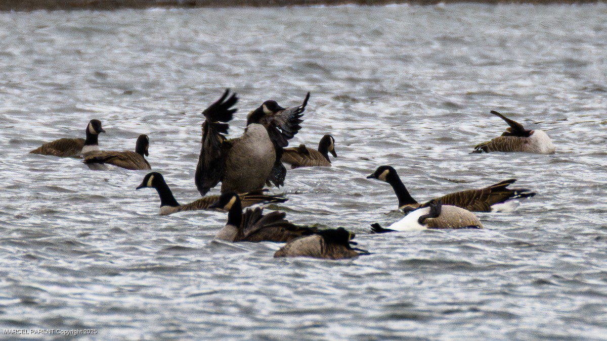 ברנטה קנדית - ML644626128