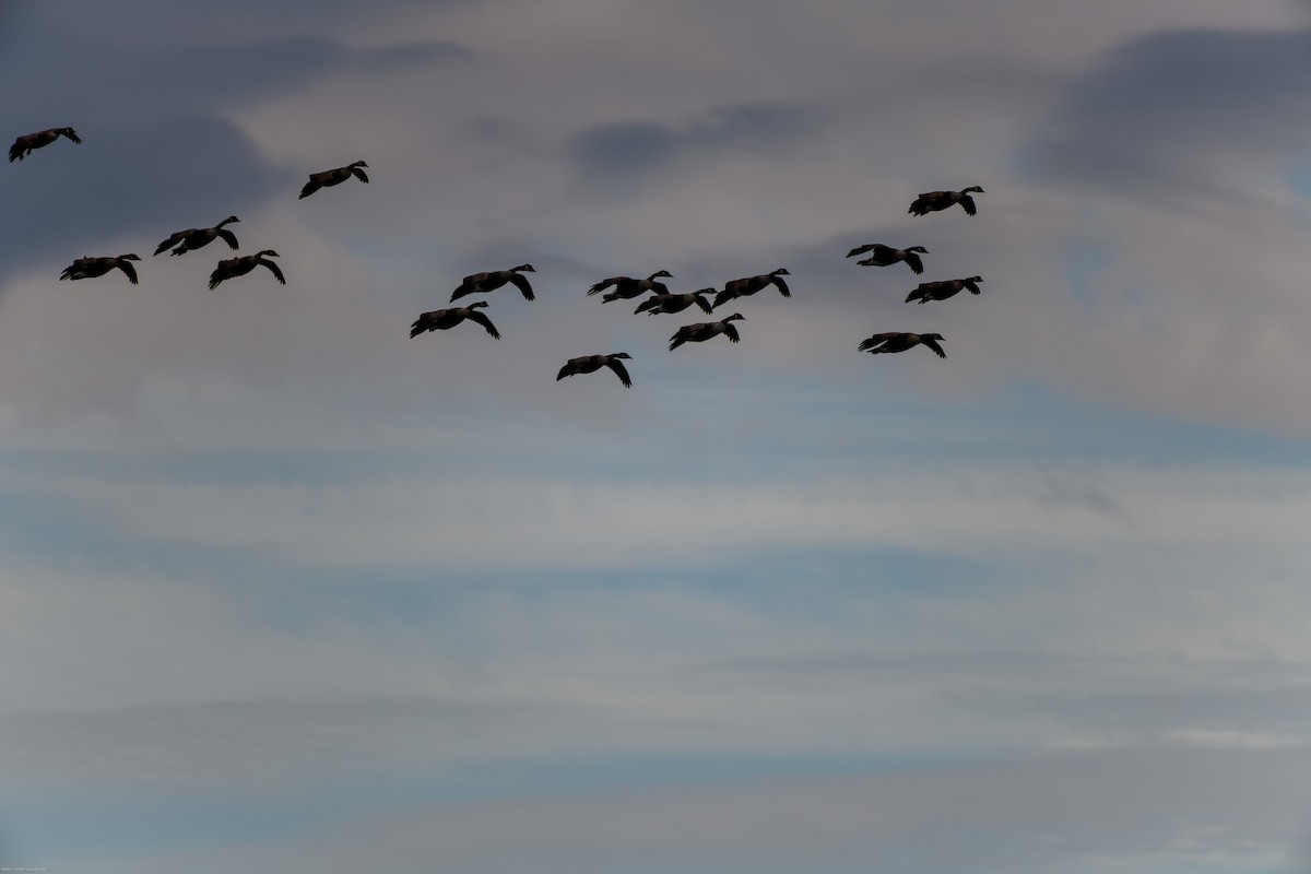 Branta kanadar handia - ML644626129