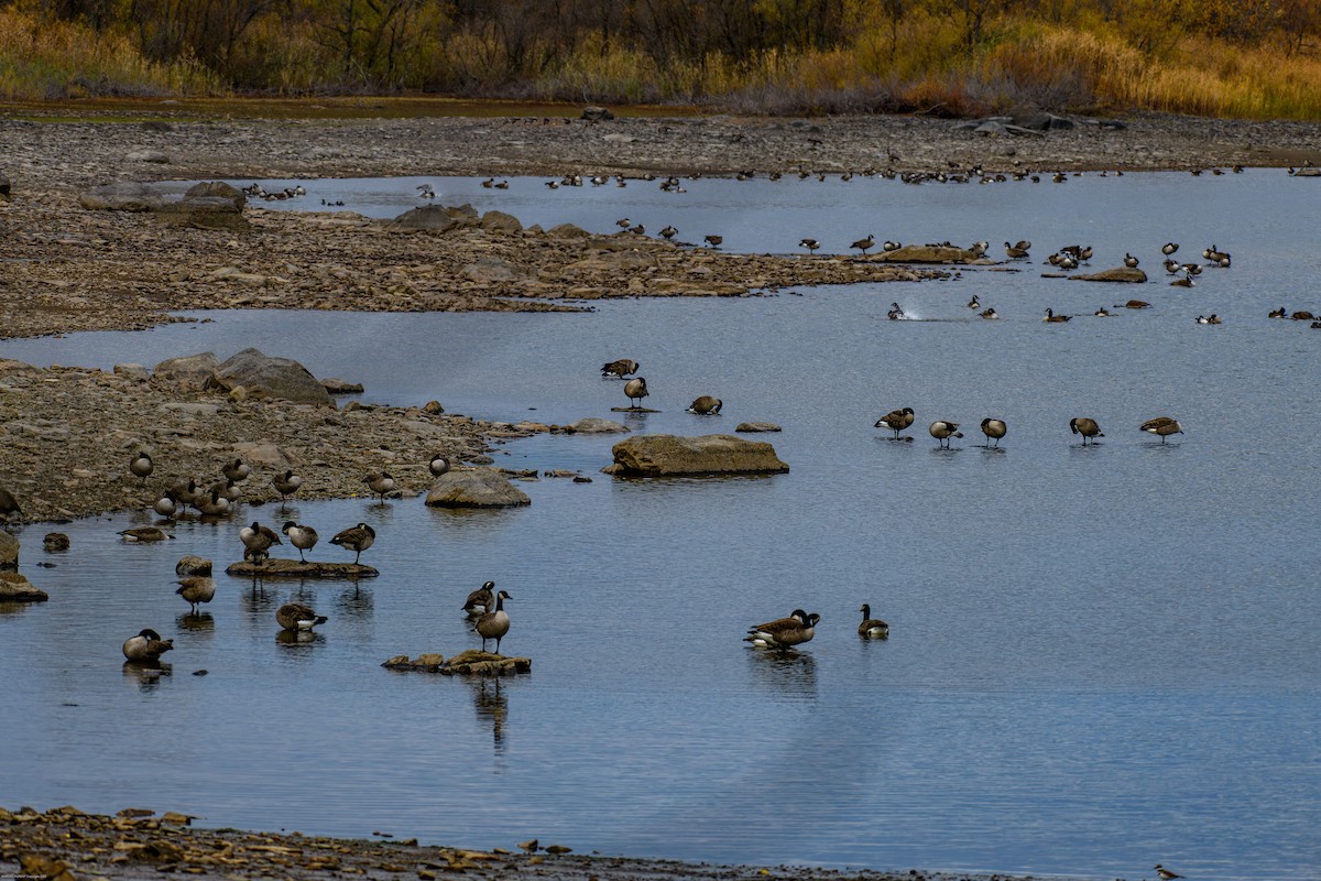 Branta kanadar handia - ML644626130