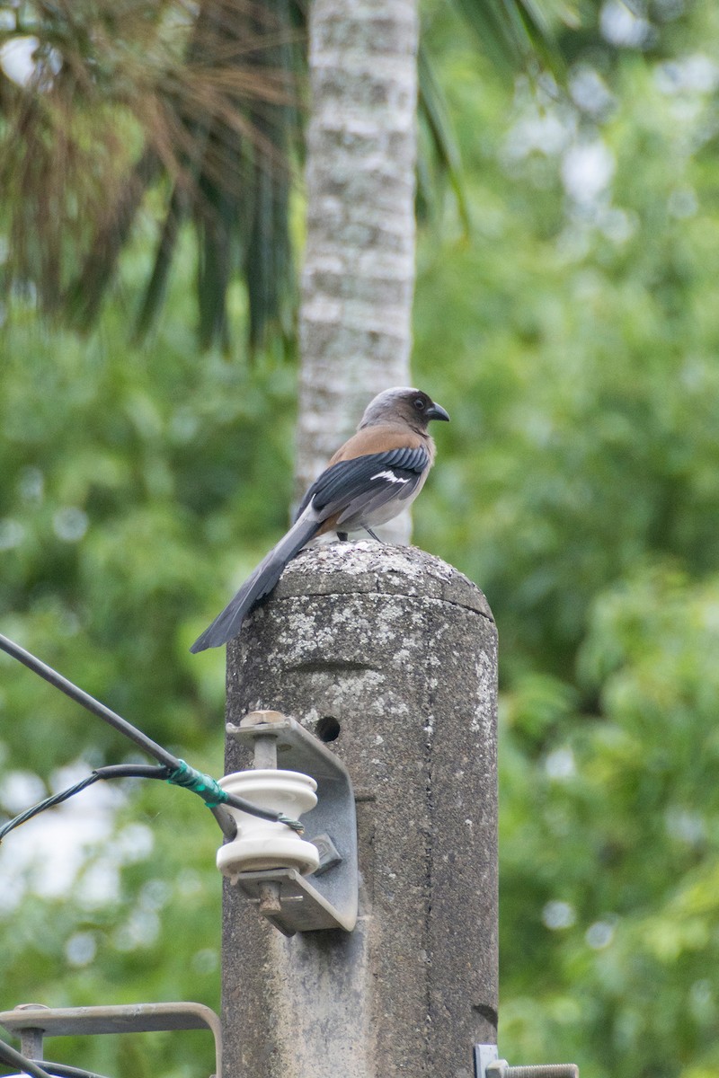 Gray Treepie - ML644626131
