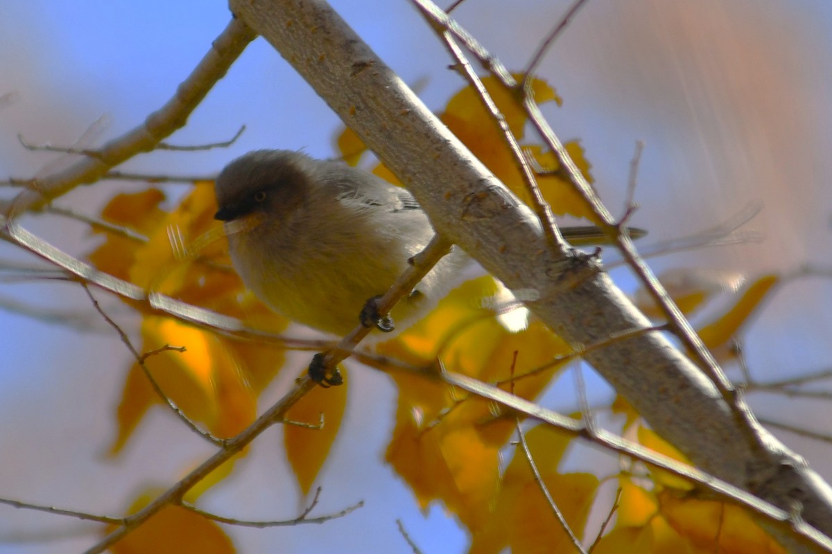 Bushtit - ML644626135