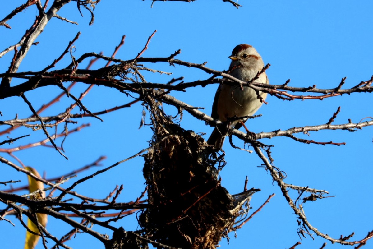 American Tree Sparrow - ML644626136