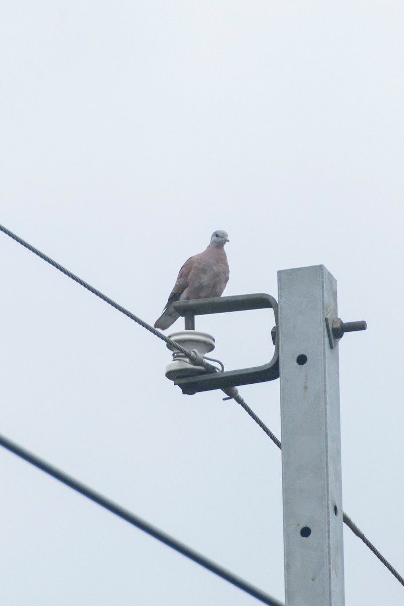 תור צווארון אדום - ML644626137