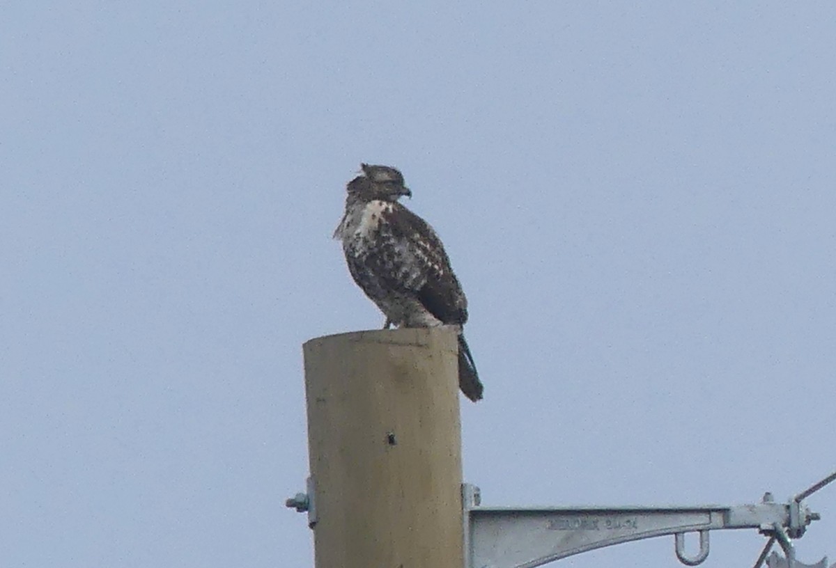 Red-tailed Hawk - ML644626138