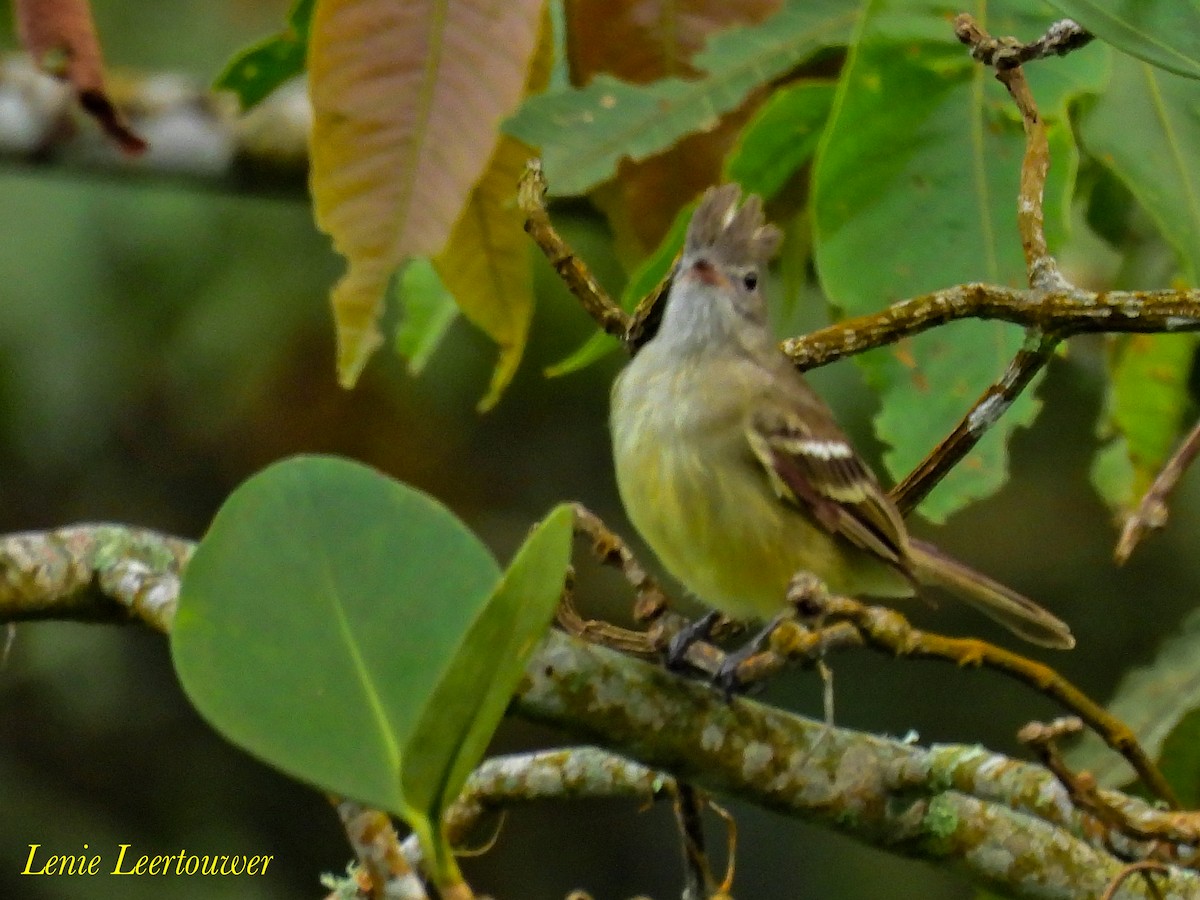 Yellow-bellied Elaenia - ML644626139