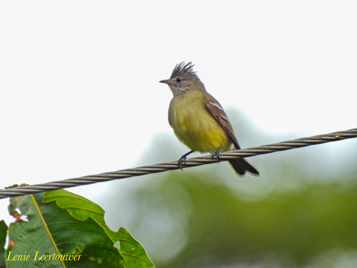 Yellow-bellied Elaenia - ML644626140