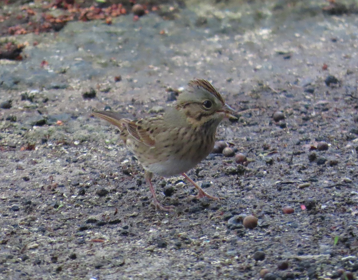 strnadec pruhohlavý - ML644626141