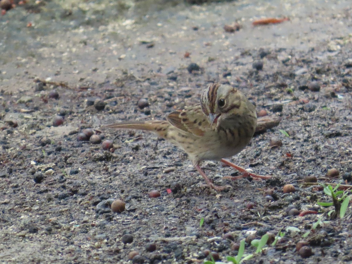 strnadec pruhohlavý - ML644626142