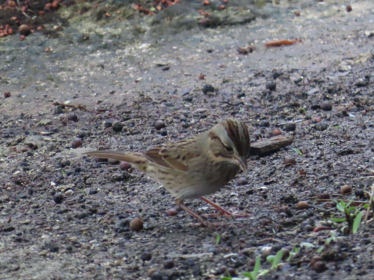 strnadec pruhohlavý - ML644626145