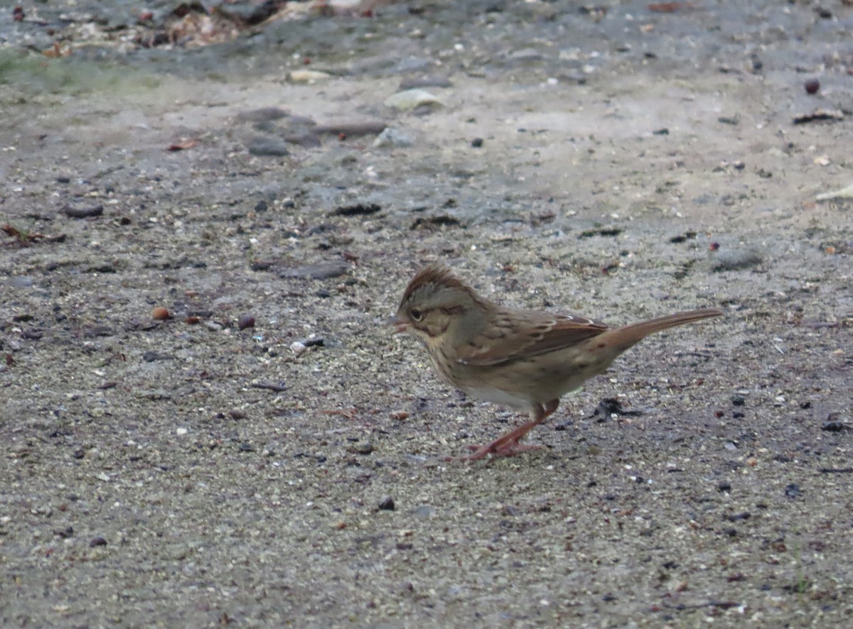 strnadec pruhohlavý - ML644626146