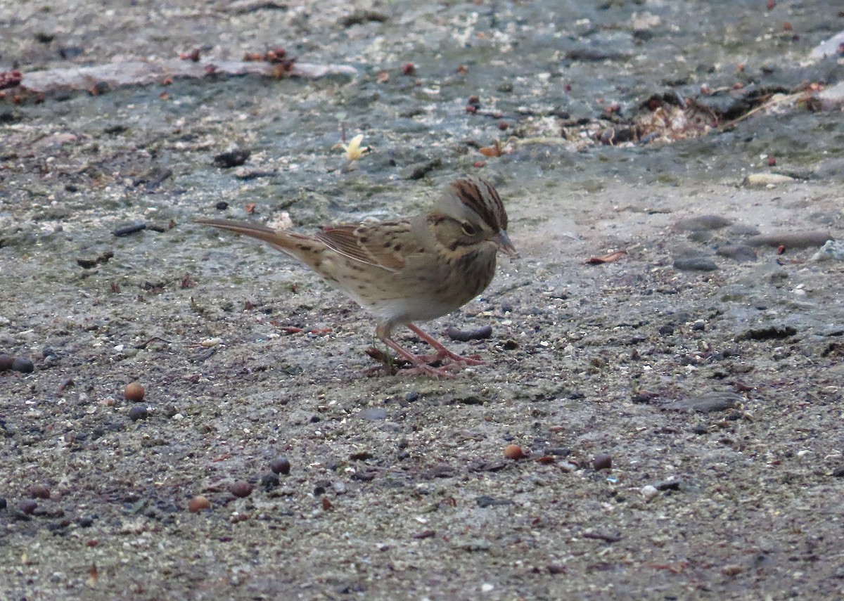 strnadec pruhohlavý - ML644626147