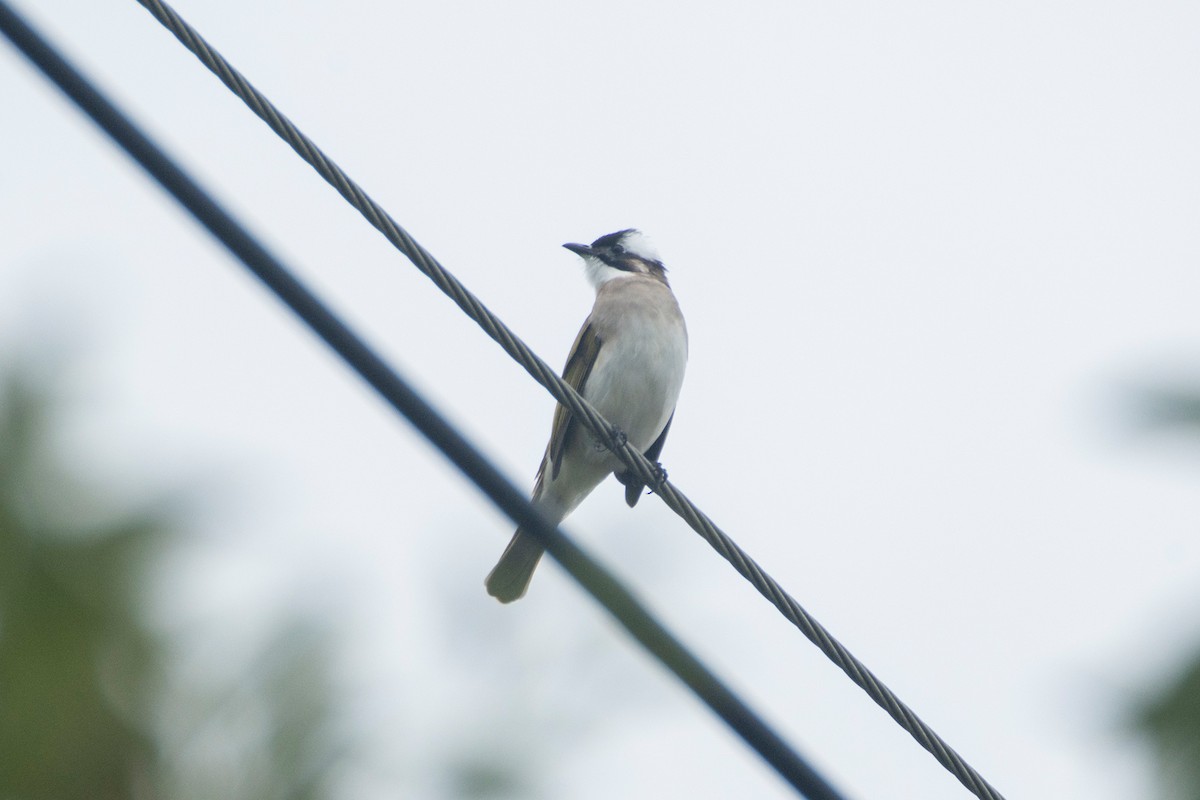 Light-vented Bulbul - ML644626148