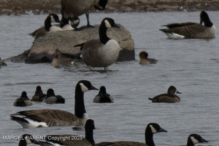 צולל צווארון - ML644626149