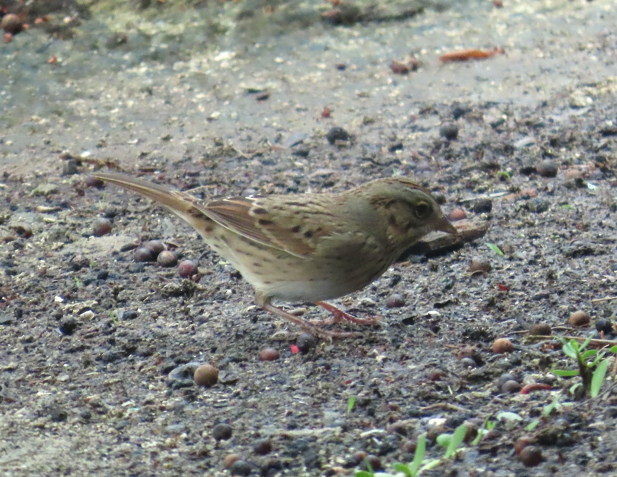 strnadec pruhohlavý - ML644626150