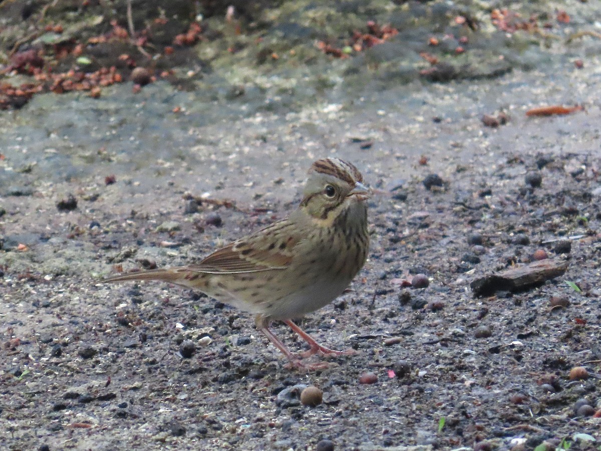 strnadec pruhohlavý - ML644626151