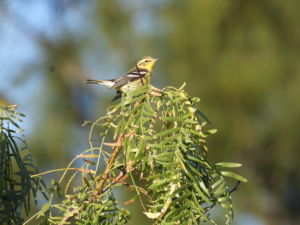 hemlokkparula - ML644626154