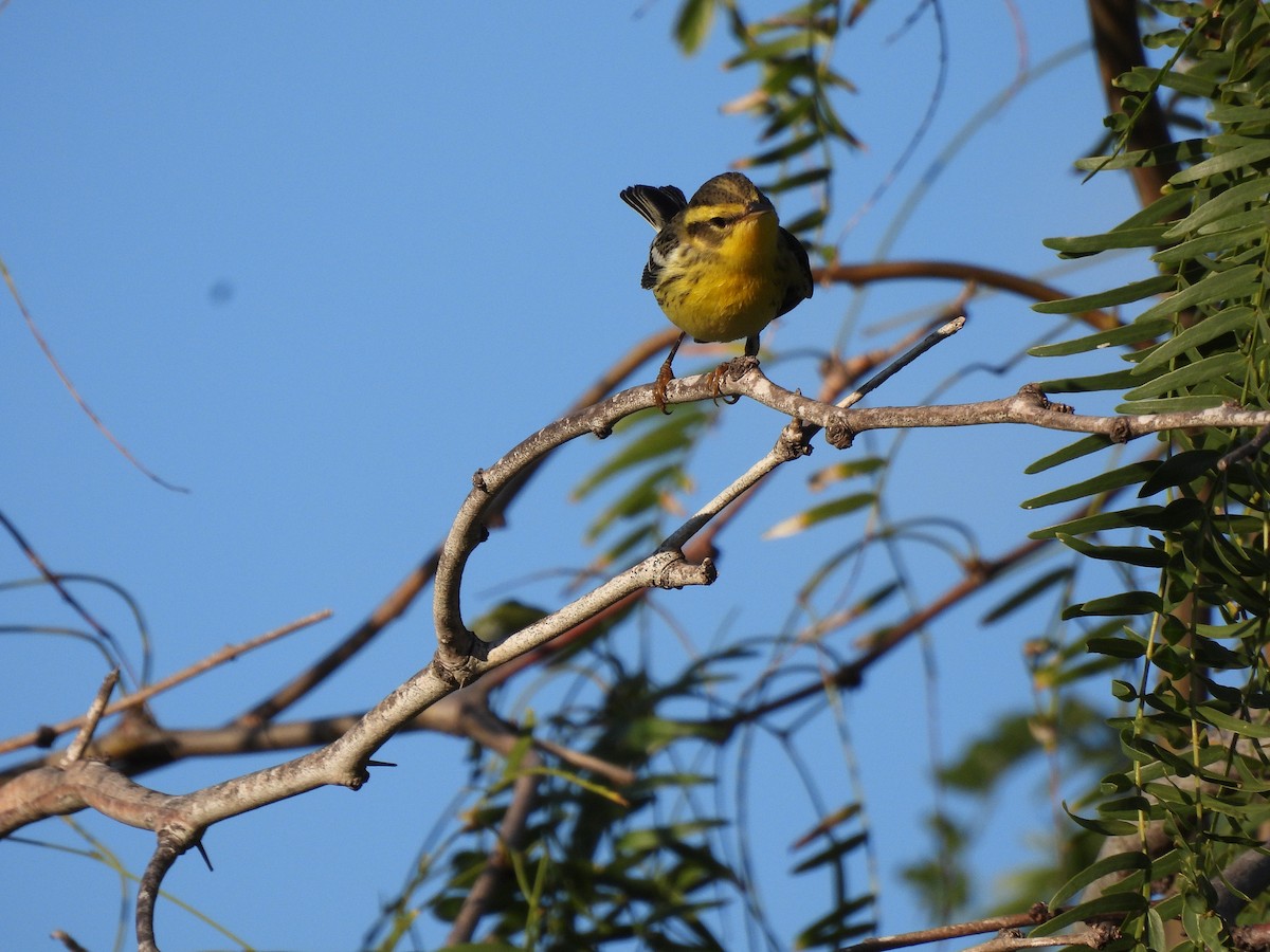 hemlokkparula - ML644626156