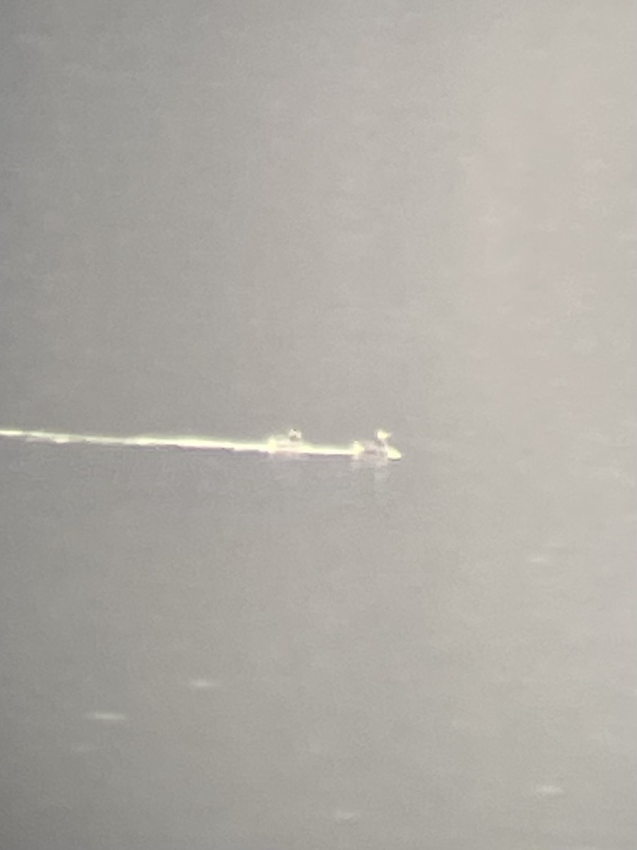 Horned Grebe - ML644626158