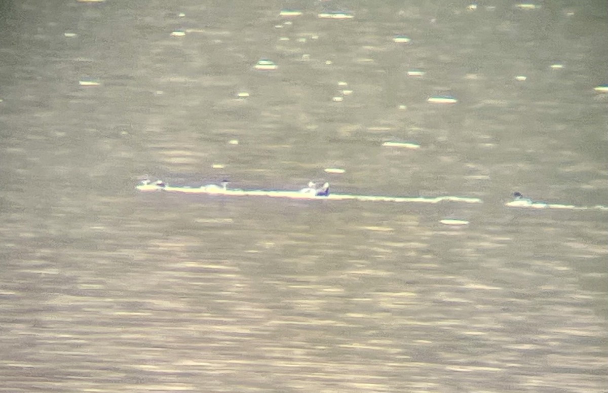 Horned Grebe - ML644626159