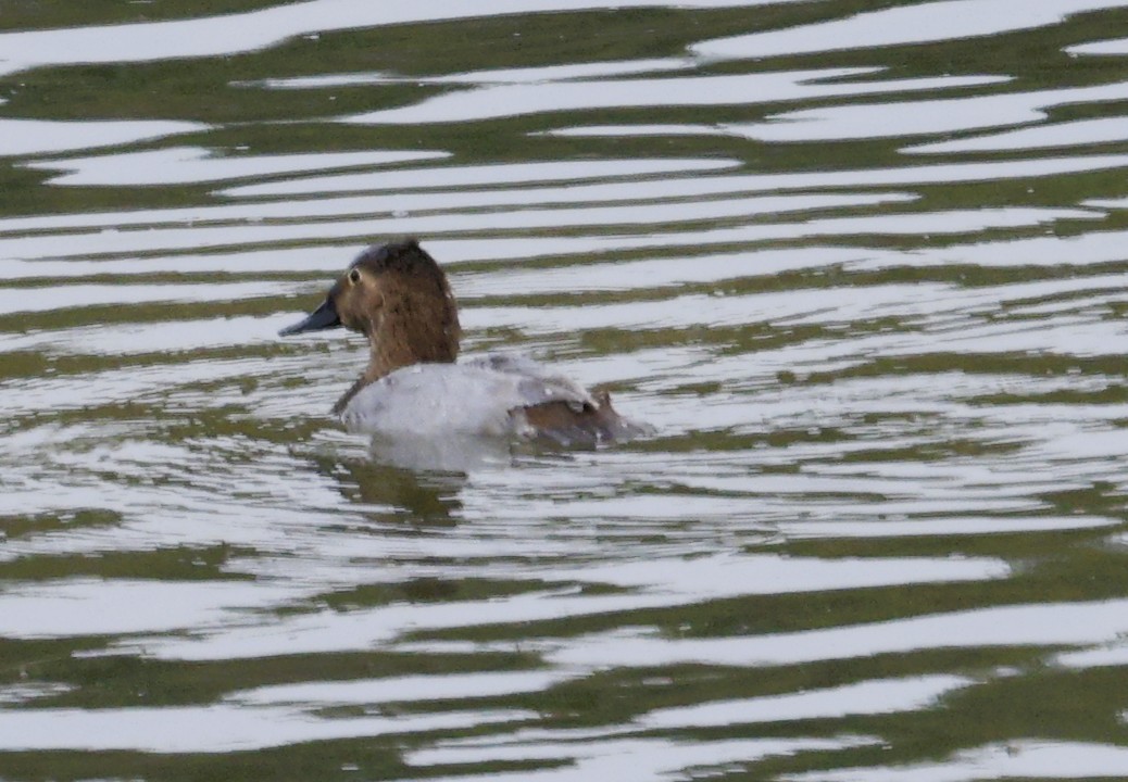 Porrón Coacoxtle - ML644626167