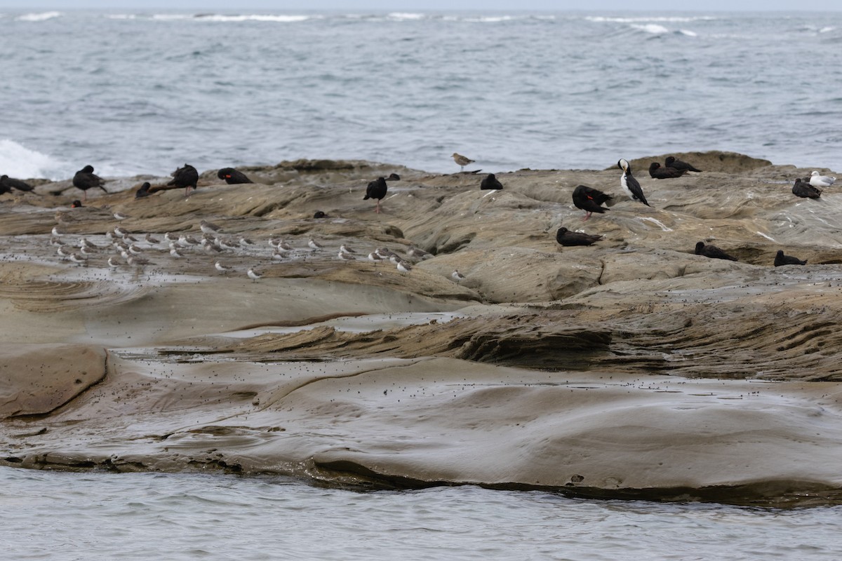 オーストラリアクロミヤコドリ - ML644626168