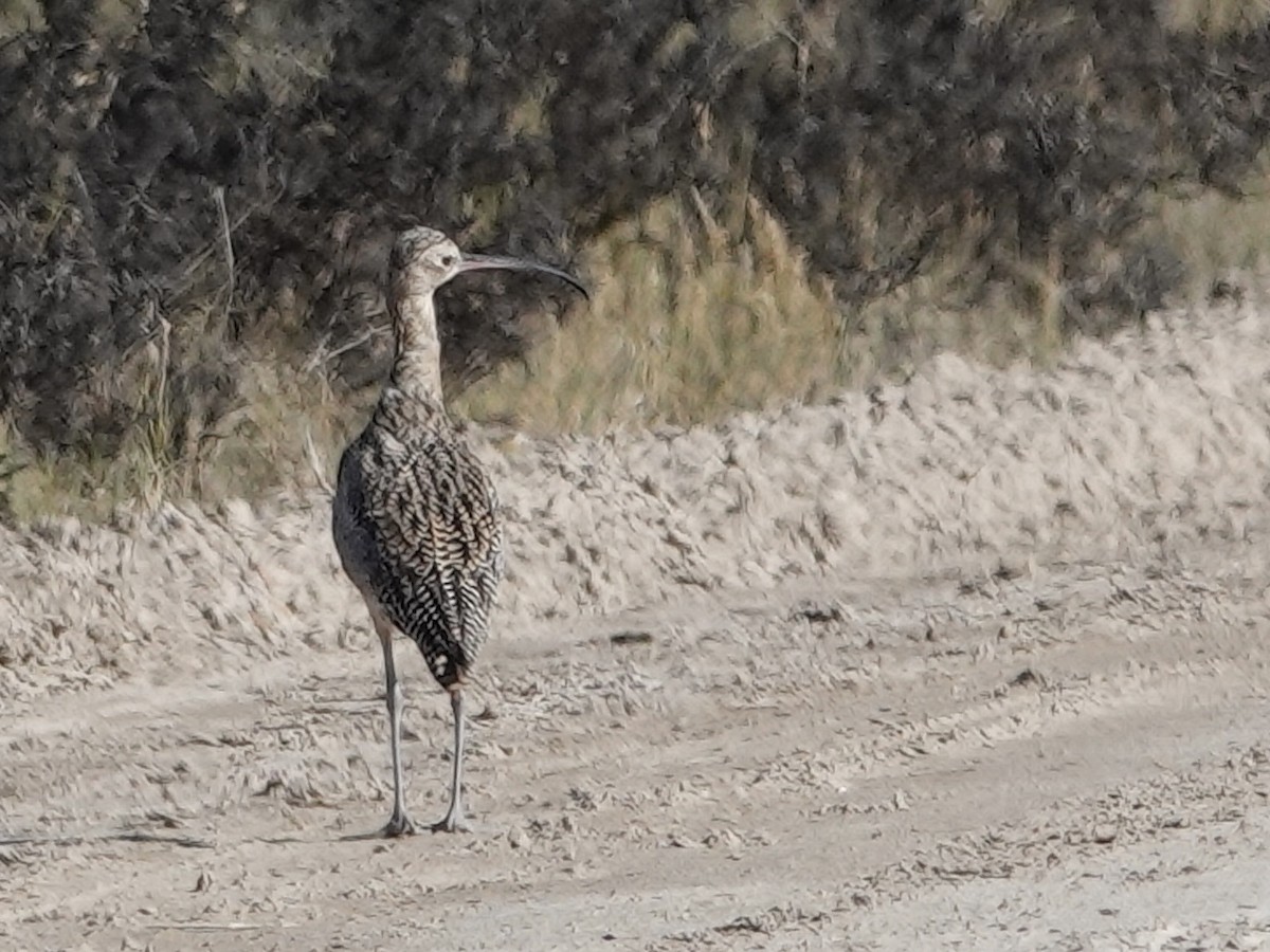 Long-billed Curlew - ML644626182