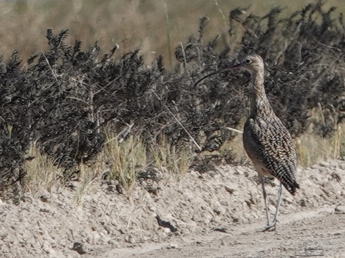 Long-billed Curlew - ML644626183