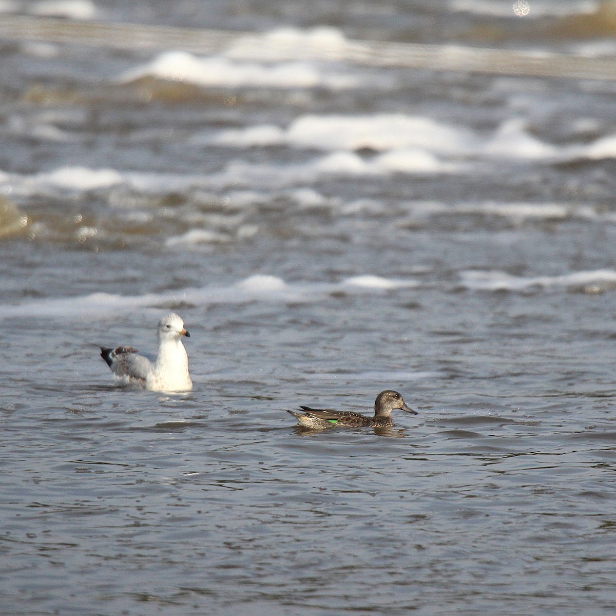 Green-winged Teal - ML644626190