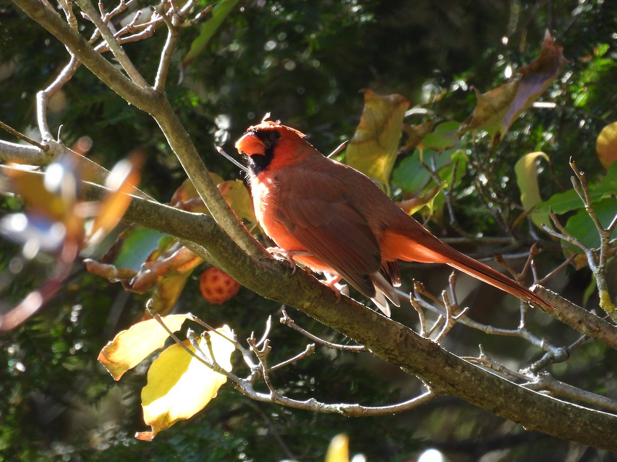 Kardinal arrunta - ML644626193