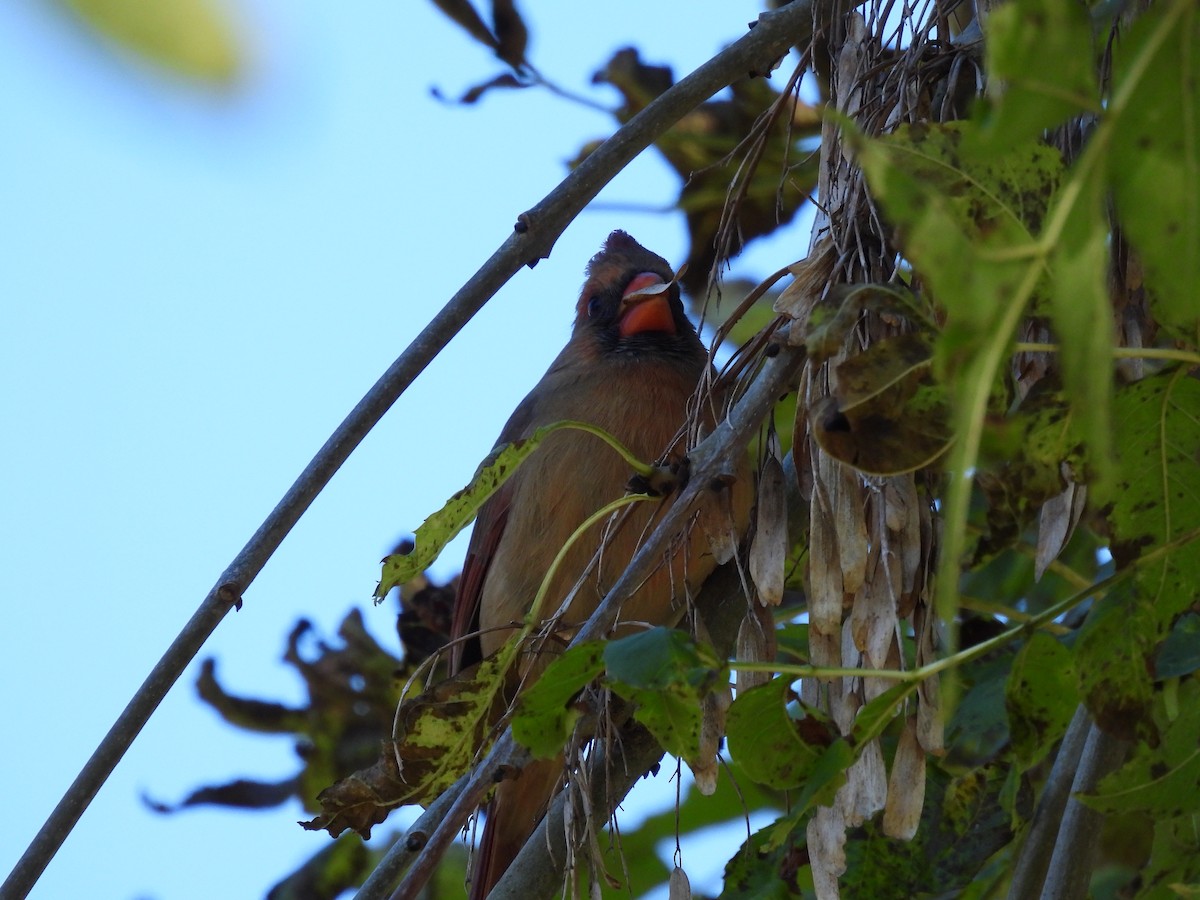 Kardinal arrunta - ML644626194