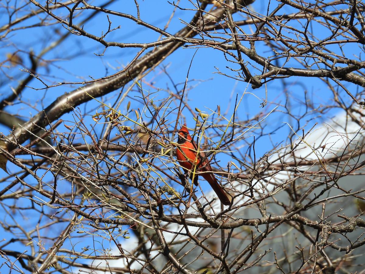 Kardinal arrunta - ML644626195