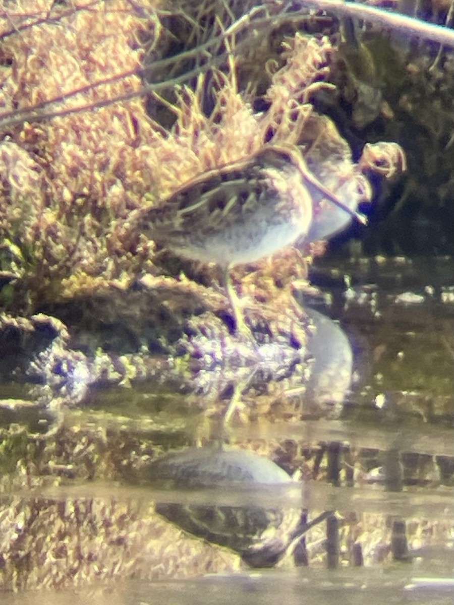 Wilson's Snipe - ML644626196
