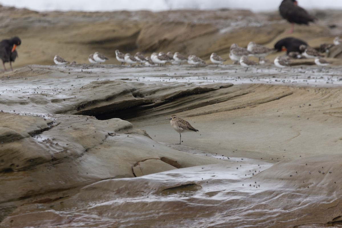 Азийн сүвээ цагаан - ML644626197