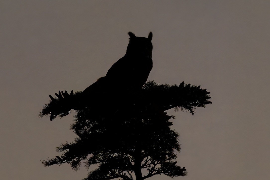 Great Horned Owl - ML644626203