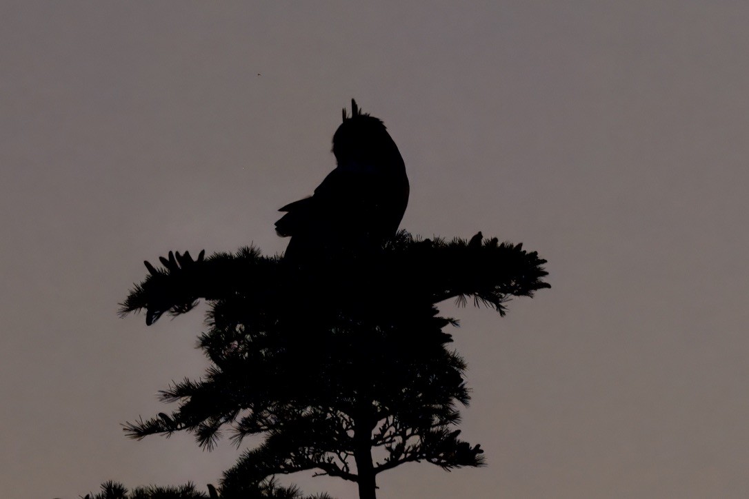 Great Horned Owl - ML644626205