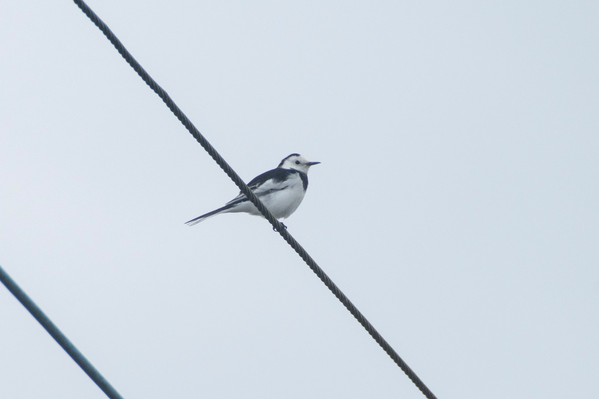 White Wagtail - ML644626207