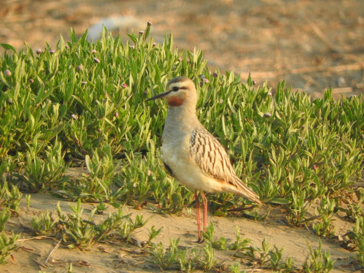 ノドアカコバシチドリ - ML644626215